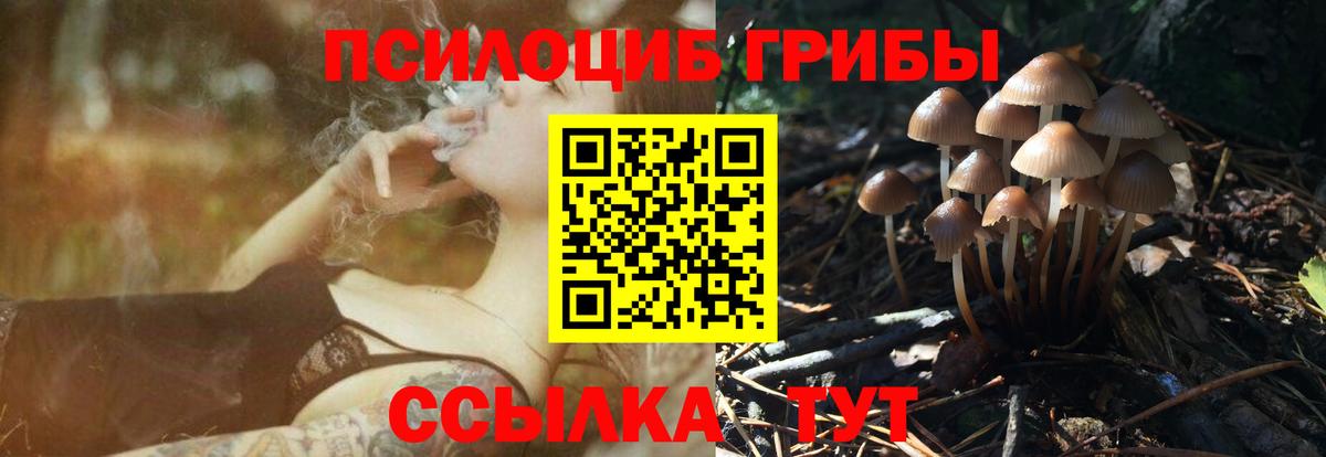Псилоцибиновые грибы ЛСД  Вход с VPN  купить наркоту  Псилоцибиновые грибы MAGIC MUSHROOMS  Карачаевск 